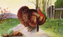 turkey-1